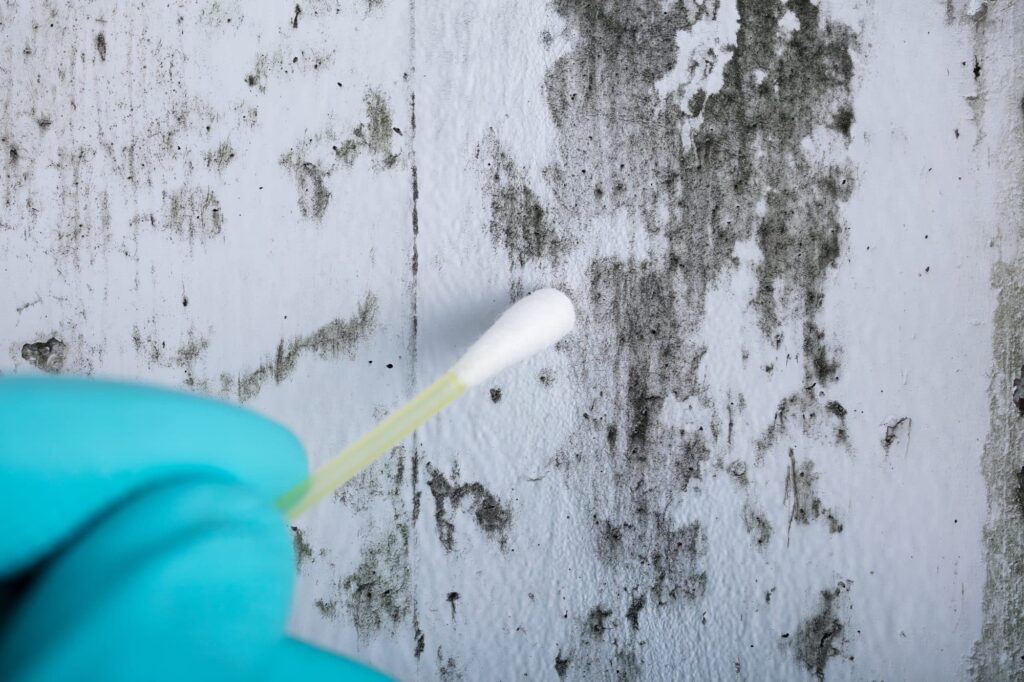 Mold Remediation Service